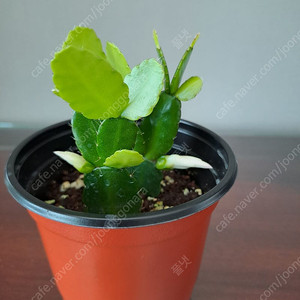 흰색원종 게발선인장 (수입)