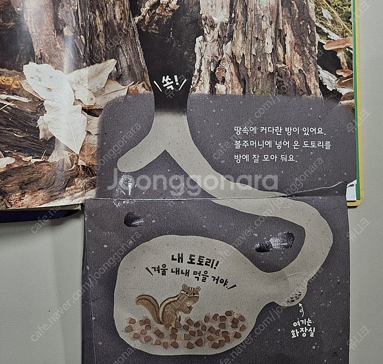그레이트북스 놀라운자연, 베베코알라 샘플책 4권--0