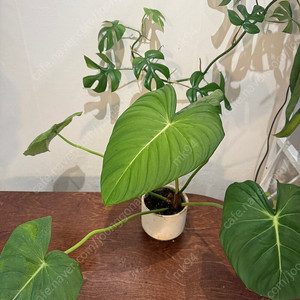 봄맞이 식물 자리비우기