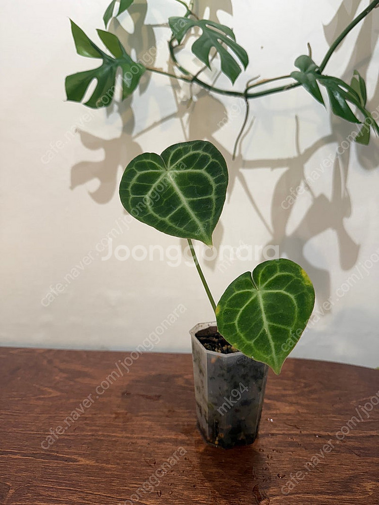 봄맞이 식물 자리비우기--2