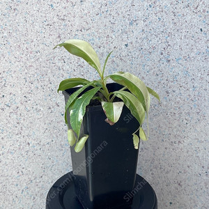 식충식물 네펜데스 무늬미라빌리스