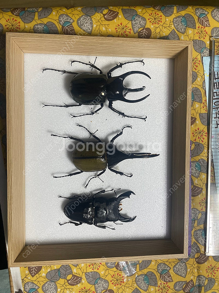 대형 곤충표본--0
