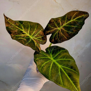 알로카시아 레갈쉴즈 핑크 바리에가타