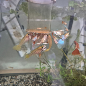 알비노 토파즈 구피