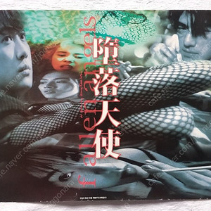 1995년 키노 부록, 타락천사, 여명, 금성무, 양채니, 이가흔, 막문위, 왕가위 감독