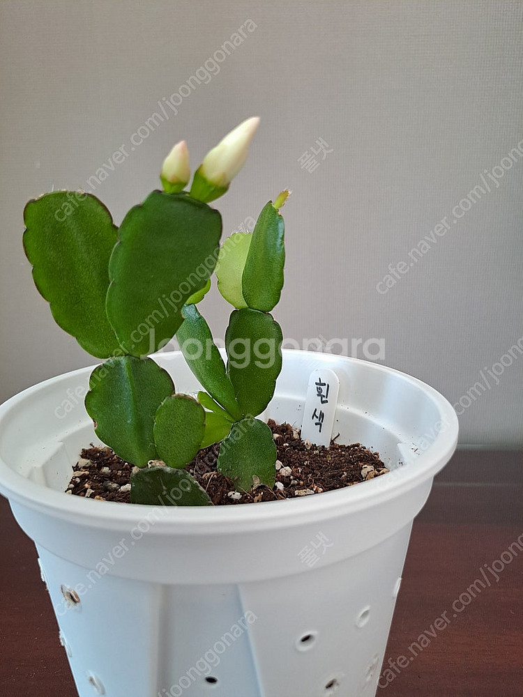 흰색원종 게발선인장 (수입)--0