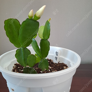 흰색원종 게발선인장 (수입)