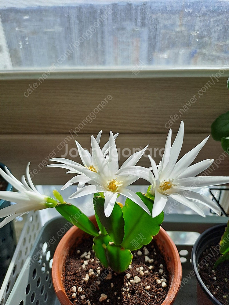 흰색원종 게발선인장 (수입)--1