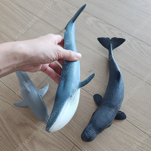 슐라이히 고래