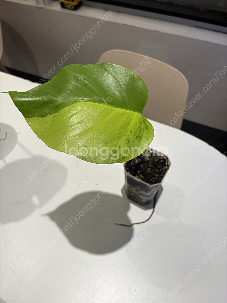옐로우 몬스테라(보르시지아나) 분양합니다. (희귀식물,...--3