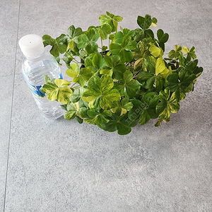 산반 무늬 마르티아나