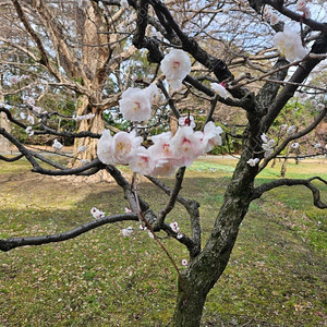 대명 삼척 양양 진도 거제 여수 롯데속초 부여 김해 리조트 4월5.12.19일 5월3.4.5일