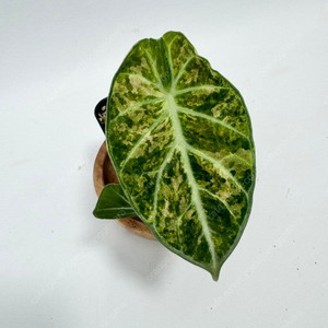 알로카시아 닌자 스플래쉬 바리에가타