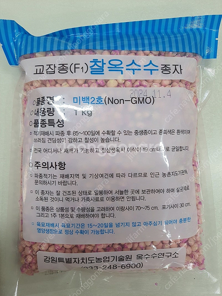 (주말농장,텃밭)강원도 미백2호 옥수수씨앗 1kg 내놓...--0