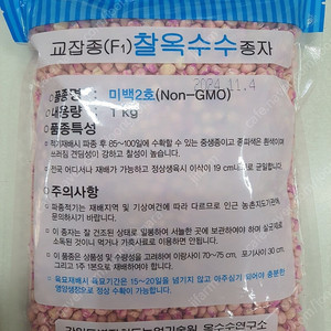 (주말농장,텃밭)강원도 미백2호 옥수수씨앗 1kg 내놓아요..