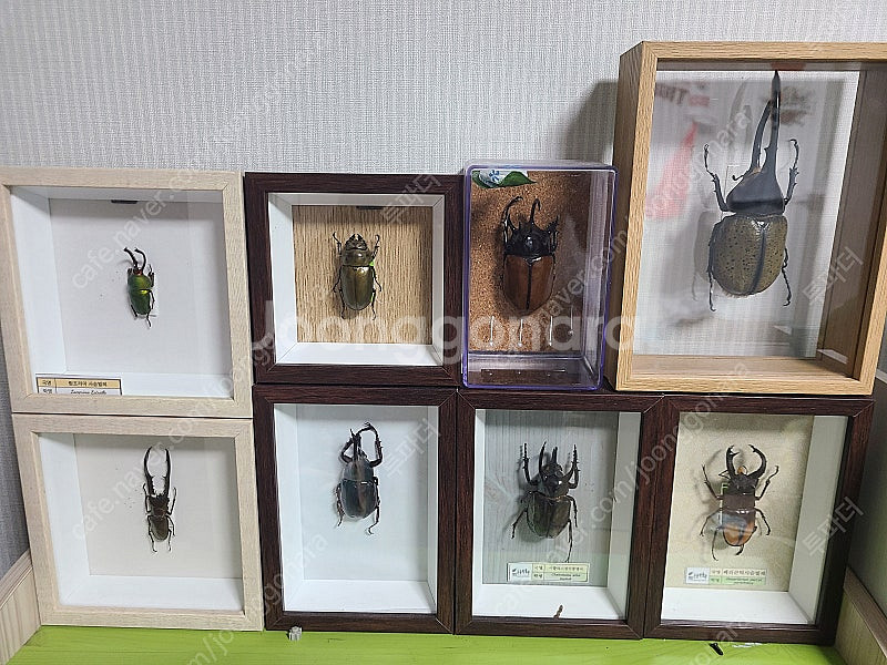 곤충표본8개/정브르 곤충 책일괄판매합니다.--0