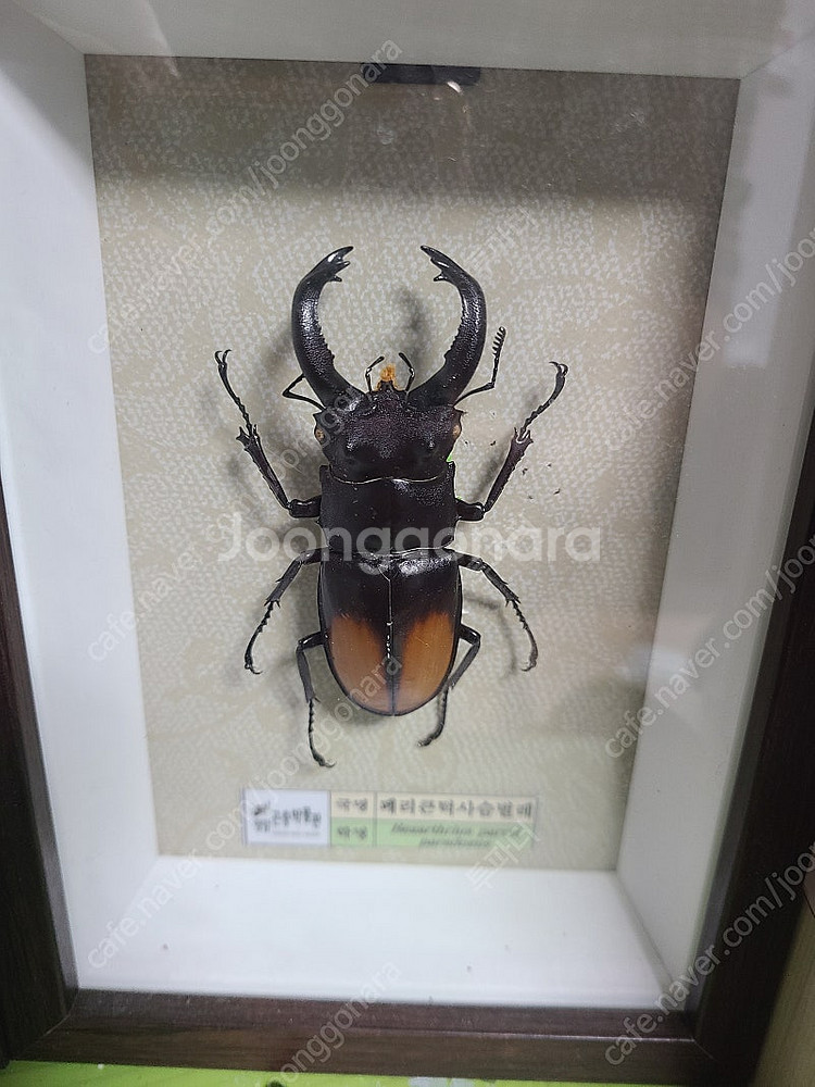 곤충표본8개/정브르 곤충 책일괄판매합니다.--2