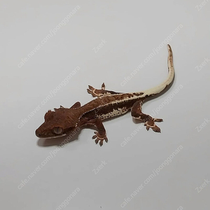 크레 프라푸치노 분양 울산