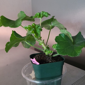 제라늄 개별 분양합니다