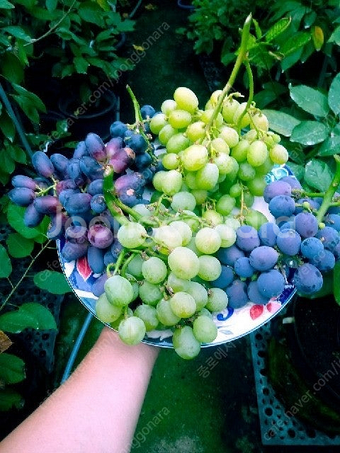 취미용 고급 포도 삽수 분양--0