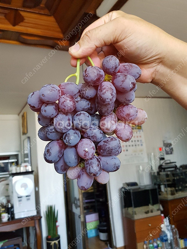 취미용 고급 포도 삽수 분양--6