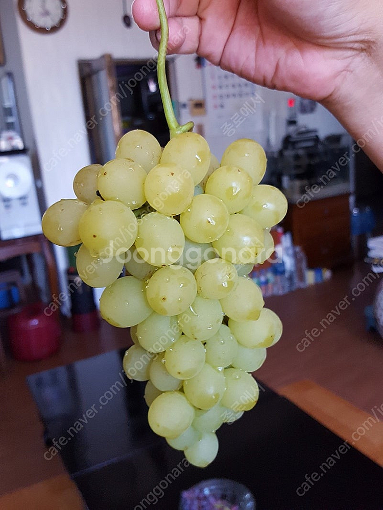 취미용 고급 포도 삽수 분양--7