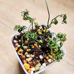 찌도리남천 안스리움× 알로카시아× 호야×