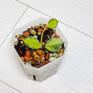 호야 커티시 이너바리에가타 안스리움× 알로카시아×