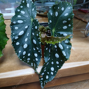 목베고니아 분양