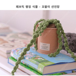 포쉐뜨 꼬불이 선인장