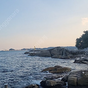 제라드페리고 GP 로레아토 구입원합니다
