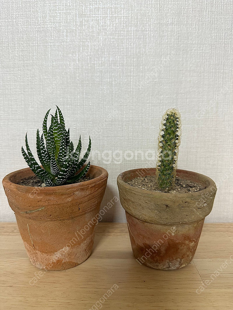 빈티지토분+식물 2종--0