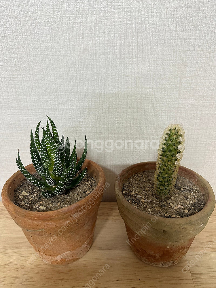 빈티지토분+식물 2종--1
