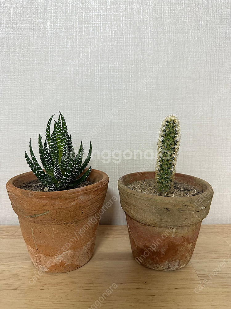 빈티지토분+식물 2종--2