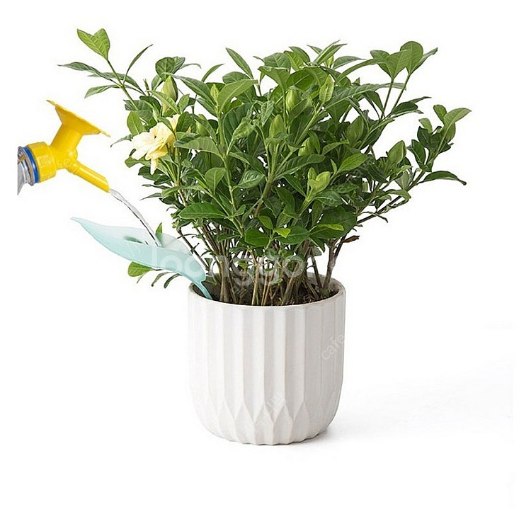 3개세트) 나뭇잎 물주입기 화분 식물 급수 깔때기 물조루 물조리개 파충류 도마뱀--4