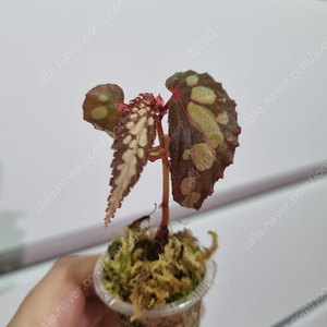 베고니아 만툭 다크폼 다수