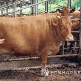 한우정액 1730. 1548. 판매 합니다