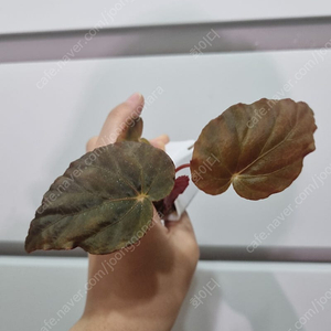 베고니아 파보니나, 에스카르고