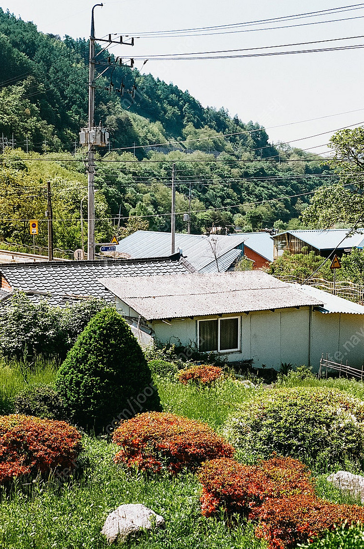 라이카 주미크론 50mm f2 4세대 팝니다--8