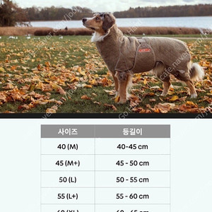 시카로 가운 시카로 솔루션55