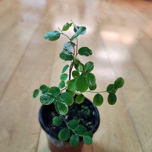 브레이니아
