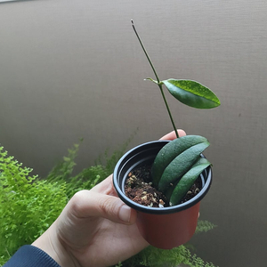 호야 크라쉬페티올라타