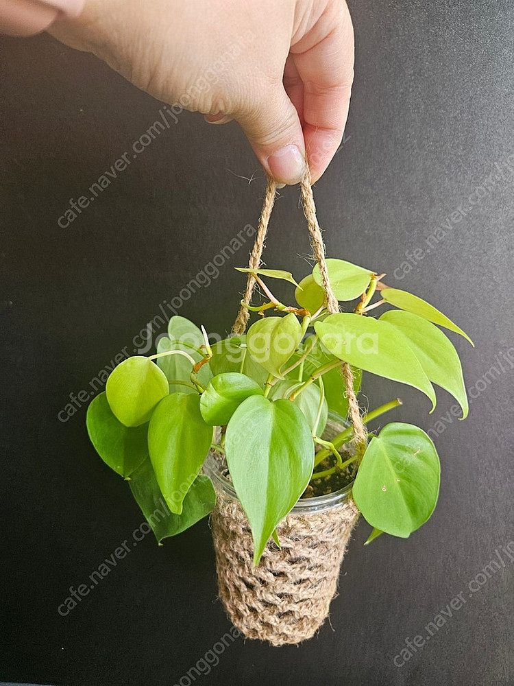 옥시카르디움라임--2