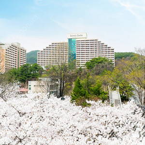 (4월 12일) 천안/단양/청송/양평 소노벨 가실분!!