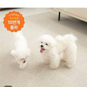 릴리브 생활방수 거실 러그 “1평”새제품 (강아지 미끄럼방지)