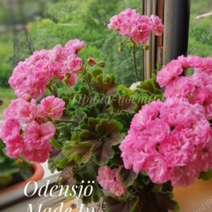 제라늄 개별 분양합니다