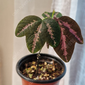 오리발 시계초,델토이데아,Prestonia Quinquangularis,Microsorum puncatum Fireworks,버럴 막스 환타지, 포피로필럼,탱총엔시스,마틸드 스플