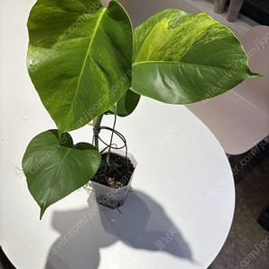 옐로우 몬스테라(보르시지아나) 분양합니다. (희귀식물,관엽)