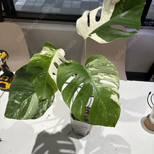 알보( 희귀식물,관엽) 분양합니다