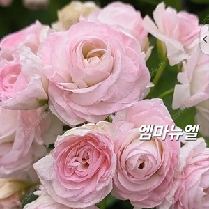라라앙드레 엠마뉴엘 러시아제라늄 2종 분양 합니다